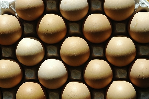 포토 JPG 스튜디오촬영 음식 식재료 재료 실내 근접촬영 사람없음 하이앵글 계란 알 여러개 계란판 한판 국내포토 1 뷰포인트 다수 내부 파일형식