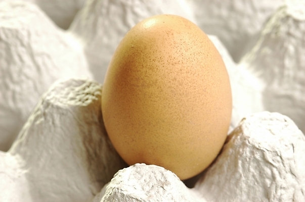 포토 JPG 스튜디오촬영 음식 식재료 재료 실내 근접촬영 사람없음 계란 알 계란판 날계란 한알 국내포토 1 뷰포인트 내부 파일형식