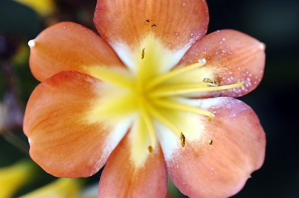 포토 JPG 주간 식물 꽃 화초 한송이 자연 근접촬영 사람없음 야외 하이앵글 주황색 들꽃 군자란 국내포토 자연요소 1 뷰포인트 컬러 생태계 송이 파일형식