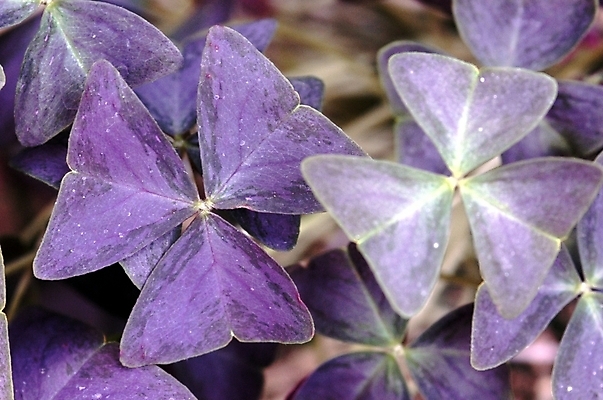 포토 JPG 식물 꽃 화초 여름꽃 자연 근접촬영 사람없음 야외 하이앵글 보라색 들꽃 사랑초 국내포토 뷰포인트 컬러 생태계 파일형식 여름_계절