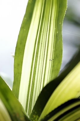 포토 JPG 주간 식물 잎 나뭇잎 근접촬영 사람없음 야외 빛 성장 공기정화 산세베리아 국내포토 자연요소 뷰포인트 정화 파일형식