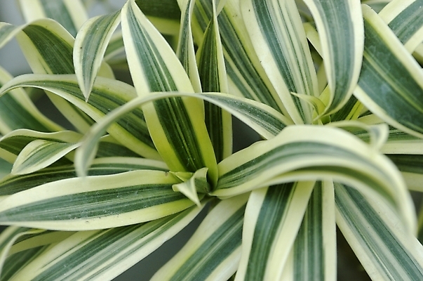 포토 JPG 주간 식물 잎 나뭇잎 근접촬영 사람없음 야외 초록색 하이앵글 성장 공기정화 산세베리아 국내포토 자연요소 뷰포인트 컬러 정화 파일형식