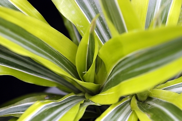 포토 JPG 주간 식물 잎 자연 근접촬영 사람없음 야외 초록색 하이앵글 성장 산세베리아 국내포토 자연요소 뷰포인트 컬러 생태계 파일형식