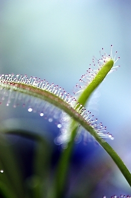 포토 JPG 주간 식물 근접촬영 사람없음 야외 초록색 두송이 식충식물 국내포토 자연요소 뷰포인트 컬러 2 파일형식