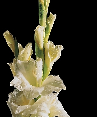 포토 식물 꽃 여러송이 여름꽃 자연 실내 사람없음 물방울 글라디올러스 국내포토 다수 내부 생태계 파일형식 여름_계절