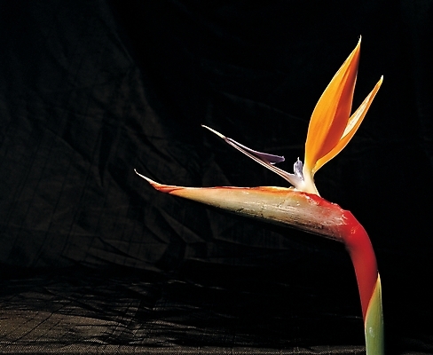 포토 식물 꽃 줄기 한송이 자연 나뭇잎 실내 사람없음 주황색 대 국내포토 1 컬러 잎 내부 생태계 송이 파일형식