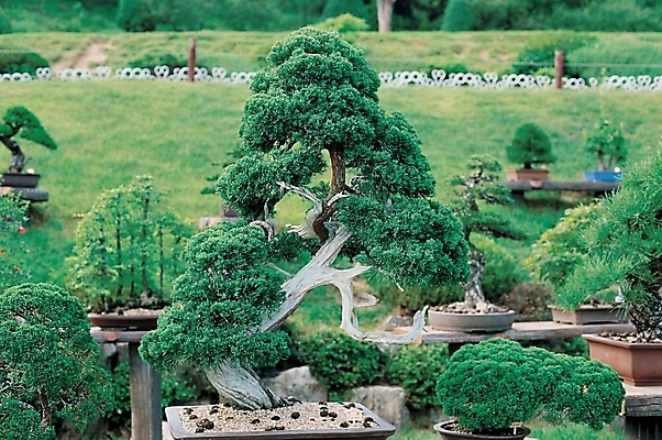 포토 주간 나무 식물 화분 화초 자연 풍경 잔디 사람없음 야외 장식 초록색 정원 분재 국내포토 자연요소 컬러 생태계 파일형식