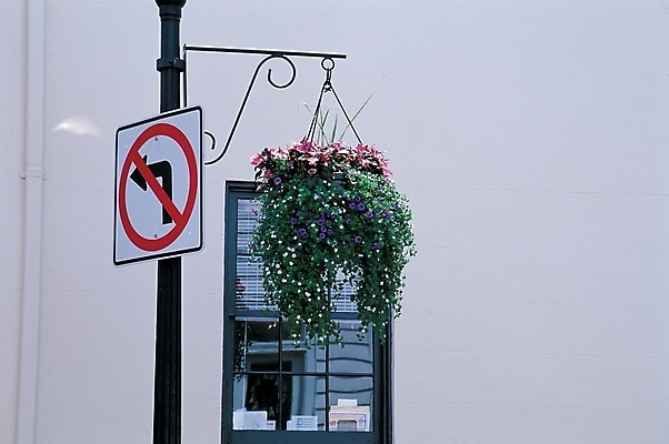 포토 주간 해외풍경 표지 화분 창문 자연 거리 안내 주택 풍경 사람없음 야외 금지 도시 표지판 좌회전 좌회전금지 행잉플랜트 국내포토 자연요소 해외 알림판 건물 운전 생태계 파일형식