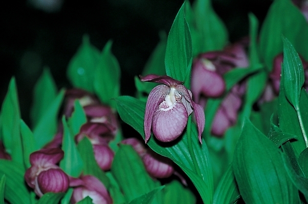 포토 주간 식물 꽃 여름꽃 자연 나뭇잎 사람없음 야외 보라색 개불알꽃 국내포토 자연요소 컬러 잎 생태계 파일형식 여름_계절