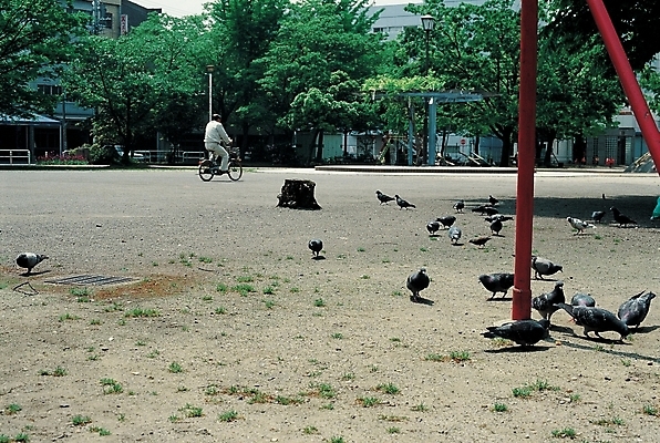 포토 주간 나무 공원 여러마리 조류 사람 풍경 야외 자전거 놀이터 모이 먹이 비둘기 국내포토 자연요소 식물 동물 공공시설 다수 놀이 바이크 파일형식