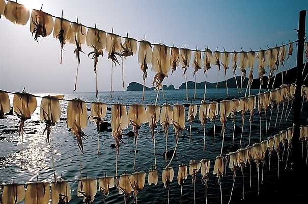 포토 주간 산업 바다 연체동물 건조 어업 해변 사람없음 야외 오징어 어촌 국내포토 자연요소 무척추동물 수중동물 시골 파일형식