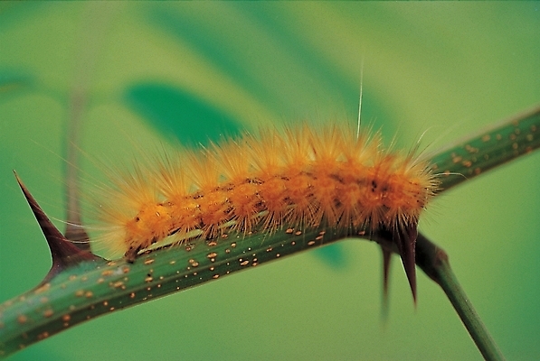 포토 JPG 주간 식물 한마리 줄기 곤충 백그라운드 절지류 자연 사람없음 나뭇가지 가시 벌레 애벌레 송충이 국내포토 자연요소 나무 동물 1 생태계 파일형식