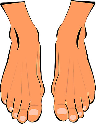 EPS 클립아트 신체 일러스트 발 사람 신체부위 발가락 발등 국내일러스트 파일형식 벡터