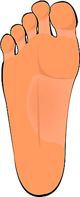 EPS 클립아트 신체 일러스트 발 사람 신체부위 발바닥 발가락 국내일러스트 파일형식 벡터