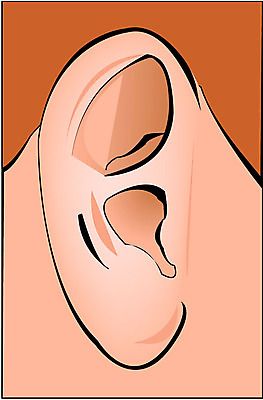 EPS 클립아트 신체 일러스트 사람 신체부위 귀 청각 국내일러스트 파일형식 벡터