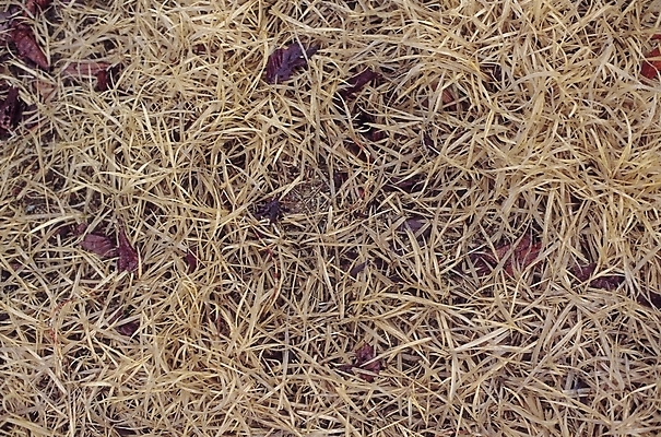 포토 JPG 식물 백그라운드 낙엽 자연 잔디 사람없음 야외 가을 풀 마른풀 국내포토 계절 잎 생태계 파일형식