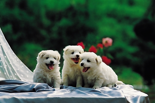 포토 JPG 주간 동물 척추동물 육지동물 새끼 포유류 세마리 사람없음 야외 반려동물 개 강아지 숲 진돗개 반려 국내포토 자연요소 3 파일형식