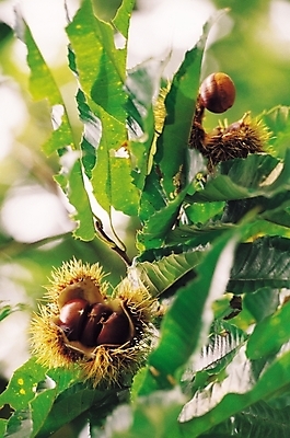 포토 JPG 나무 식물 음식 백그라운드 잎 자연 나뭇잎 사람없음 야외 농작물 견과류 가을 나뭇가지 가시 밤 밤송이 추분 밤가시 국내포토 계절 농업 절기 생태계 파일형식