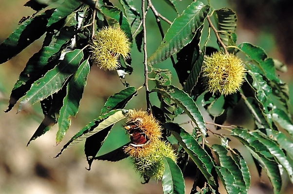 포토 JPG 나무 식물 음식 백그라운드 잎 자연 나뭇잎 사람없음 야외 농작물 견과류 가을 나뭇가지 가시 밤 밤송이 밤가시 국내포토 계절 농업 생태계 파일형식