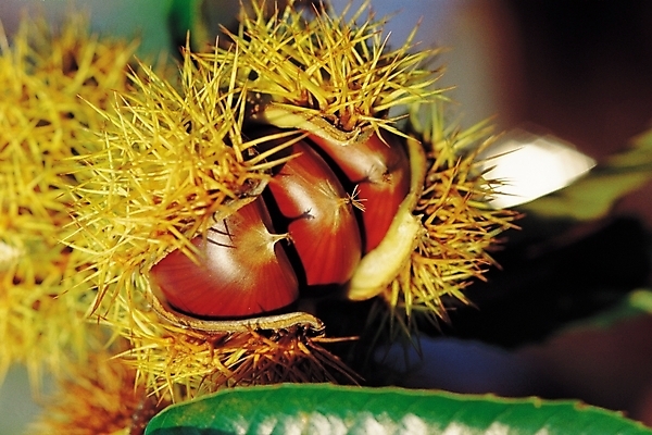 포토 JPG 나무 식물 음식 백그라운드 자연 나뭇잎 사람없음 야외 농작물 견과류 가을 가시 밤 밤송이 추분 밤가시 국내포토 계절 잎 농업 밤_견과류 절기 생태계 파일형식