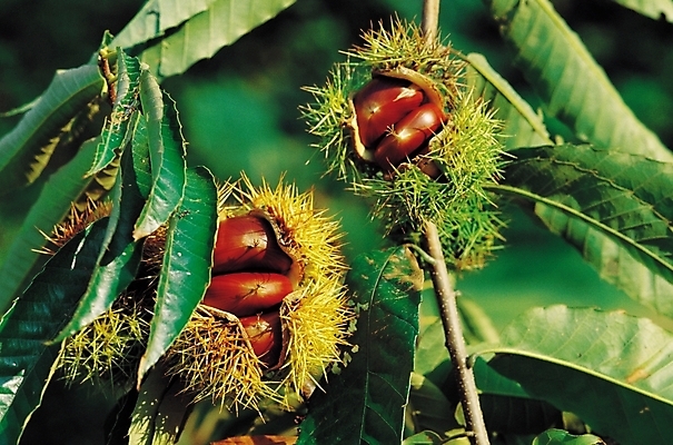 포토 JPG 나무 식물 음식 백그라운드 잎 자연 나뭇잎 사람없음 야외 농작물 견과류 가을 나뭇가지 가시 밤송이 추분 밤가시 국내포토 계절 농업 밤 절기 생태계 파일형식