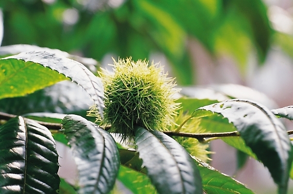 포토 JPG 주간 나무 식물 음식 백그라운드 잎 자연 나뭇잎 사람없음 야외 농작물 견과류 가을 나뭇가지 가시 밤 밤송이 밤가시 국내포토 자연요소 계절 농업 생태계 파일형식