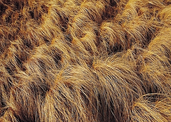 포토 JPG 주간 식물 백그라운드 자연 풍경 사람없음 야외 가을 풀 잡초 마른풀 국내포토 자연요소 계절 생태계 파일형식