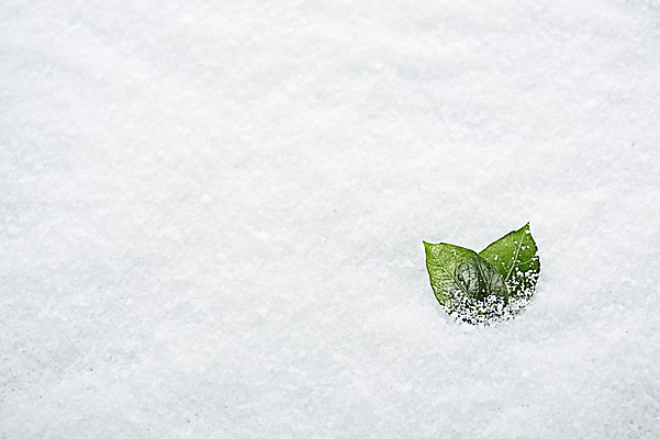 포토 JPG 스튜디오촬영 식물 계절 백그라운드 잎 겨울 나뭇잎 실내 사람없음 설원 눈 오브젝트 국내포토 자연요소 날씨 눈_날씨 내부 파일형식