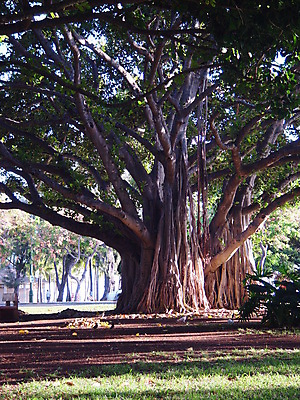 포토 JPG 해외이미지 나무 공원 잎 건축양식 자연 사람없음 야외 나뭇가지 하와이 뿌리 특별함 해외202004 해외포토 식물 공공시설 건축 컨셉 미국 생태계 파일형식 이미지허브
