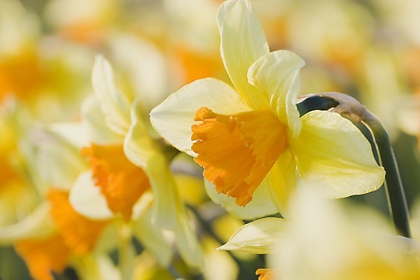 포토 JPG 해외이미지 계절 꽃잎 꽃 줄기 꽃무늬 오렌지 자연 사람없음 야외 여름 컬러풀 햇빛 노란색 정원 봄 활발 황금 수선화 해외202004 해외포토 식물 컬러 컨셉 무늬 과일 태양 생태계 파일형식 이미지허브