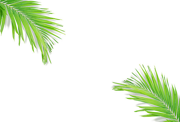 포토 JPG 해외이미지 나무 식물 줄기 백그라운드 잎 패턴 곡선 부분 자연 손바닥 사람없음 초록색 여름 성장 흰색 나뭇가지 숲 싱글 코코넛 내추럴 고립 해외202004 해외포토 손 계절 선 컬러 무늬 과일 생태계 파일형식 이미지허브