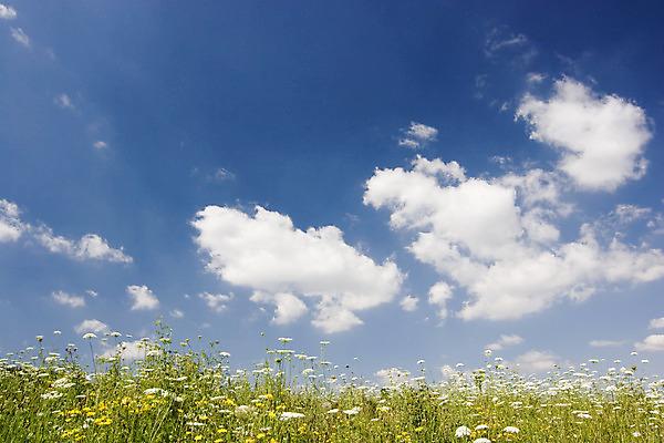 포토 JPG 해외이미지 구름 계절 꽃 백그라운드 밭 농업 자연 하늘 날씨 풍경 사람없음 야외 초록색 여름 파란색 우주 맑음 봄 시골 솜털 생태학 수평선 해외202004 해외포토 자연요소 식물 교육 산업 컬러 생태계 파일형식 이미지허브