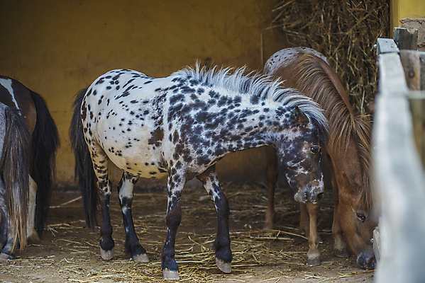 포토 JPG 해외이미지 동물 야생동물 포유류 자연 사슴 뿔 사람없음 야외 머리 흰색 트로피 사냥 사냥꾼 주둥이 이국적 총구 해외202004 해외포토 직업 컬러 신체부위 상_우승 생태계 파일형식 이미지허브