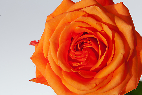 포토 JPG 해외이미지 꽃잎 자연 사랑 사람없음 빨간색 장미 해외202004 해외포토 꽃 감정 컬러 생태계 파일형식 이미지허브