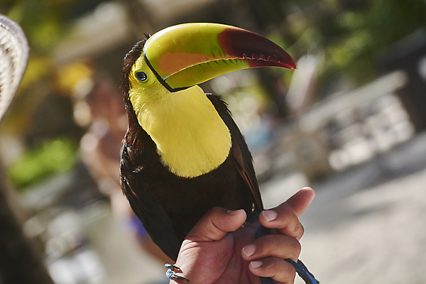 포토 JPG 해외이미지 동물 자연 조류 멕시코 종류 사람없음 행운 남아메리카 닫기 깃털 부리 이국적 해외202004 해외포토 컨셉 북아메리카 모션 아메리카 생태계 파일형식 이미지허브