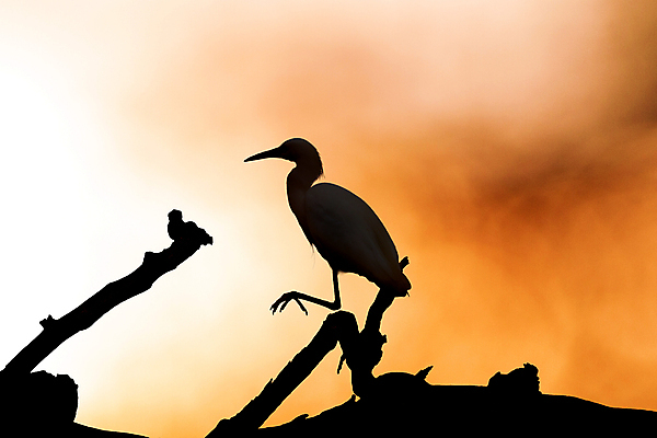 포토 JPG 해외이미지 동물 실루엣 호수 야생동물 바다 섬 백그라운드 날개 자연 조류 풍경 사람없음 목재 물 여름 태양 환경 일몰 흰색 황무지 닫기 습지 큼 왜가리 깃털 부리 캘리포니아 태평양 석호 내추럴 착륙 해외202004 해외포토 자연요소 나무 계절 컬러 재료 모션 촬영기법 노을 미국 크기 생태계 파일형식 이미지허브