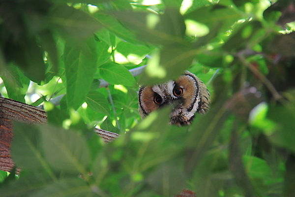 포토 JPG 해외이미지 나무 동물 1 응시 야생동물 날개 자연 조류 뿔 사람없음 야외 초록색 갈색 분노 시골 큼 먹이 깃털 부리 육식동물 부엉이 사냥꾼 해외202004 해외포토 식물 직업 시선 감정 컬러 크기 생태계 파일형식 이미지허브