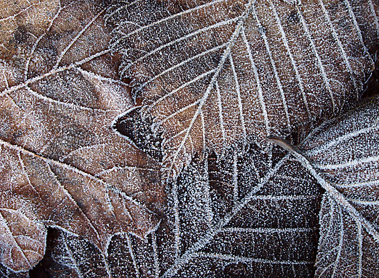 포토 JPG 해외이미지 사람없음 냉동 가을 떠남 해외202004 해외포토 계절 모션 파일형식 이미지허브