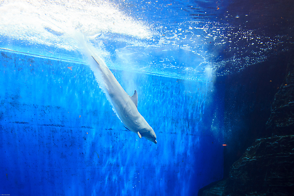 포토 JPG 해외이미지 동물 실루엣 야생동물 어린이 바다 장난 포유류 놀이 생물 어류 사람 사람없음 물 파란색 수중 돌고래 지느러미 수족관 해외202004 해외포토 자연요소 컬러 촬영기법 수중동물 파일형식 이미지허브