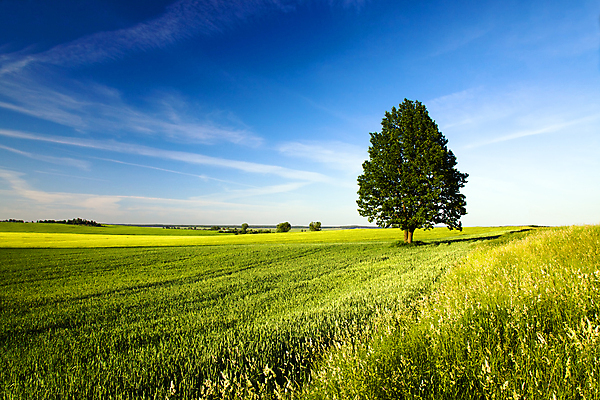 포토 JPG 해외이미지 나무 식물 구름 여행 잎 자연 하늘 날씨 풍경 잔디 사람없음 야외 초록색 빛 햇빛 태양 노란색 마을 정원 맑음 일몰 시골 신선 숲 언덕 데이지 장면 지역 내추럴 수평선 해외202004 해외포토 자연요소 꽃 컬러 노을 생태계 파일형식 이미지허브