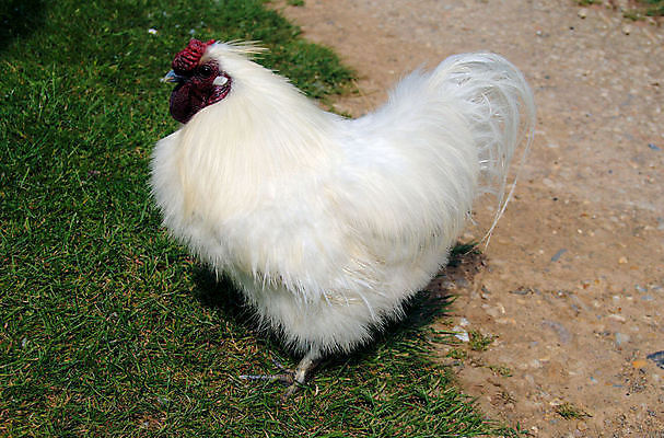 포토 JPG 해외이미지 1 백그라운드 조류 건강 서기 사람없음 농장 치킨 흰색 머리빗 실크 깃털 고립 기르기 무료 암탉 해외202004 해외포토 동물 컬러 농업 모션 직물 미용용품 닭 암컷 닭고기요리 돌봄 파일형식 이미지허브