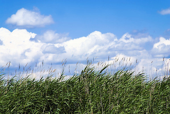 포토 JPG 해외이미지 식물 구름 호수 잎 자연 하늘 갈대 사람없음 초록색 해외202004 해외포토 자연요소 컬러 생태계 파일형식 이미지허브