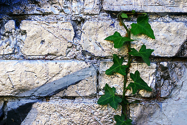 포토 JPG 해외이미지 식물 문화 벽 분홍색 백그라운드 자연 미술 사람없음 초록색 컬러풀 금속 페인트 놀람 성장 도시 황금 그래피티 은색 시원함 버리기 각도 아이비 그런지 콘크리트 해외202004 해외포토 감정 컬러 모션 재질 문화예술 표정 낙서 그림 생태계 파일형식 이미지허브