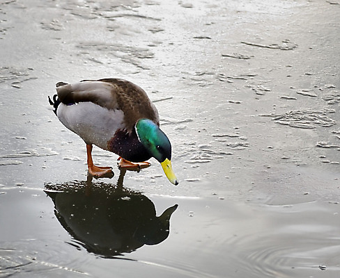 포토 JPG 해외이미지 호수 야생동물 겨울 오렌지 자연 조류 오리 사람없음 초록색 물 파란색 반사 갈색 노란색 냉동 얼음 놀람 회색 추위 흰색 깃털 청둥오리 해외202004 해외포토 자연요소 동물 계절 감정 컬러 과일 표정 생태계 파일형식 이미지허브