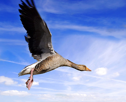포토 JPG 해외이미지 구름 야생동물 분홍색 날개 자연 조류 하늘 사람없음 여름 파란색 갈색 노란색 자유 흰색 깃털 부리 거위 무료 해외202004 해외포토 자연요소 동물 계절 컬러 컨셉 생태계 파일형식 이미지허브