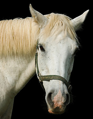 포토 JPG 해외이미지 얼굴 분홍색 사람없음 초록색 머리 검은색 힘 흰색 크림 호기심 갈기 목 고립 관심 굴레 해외202004 해외포토 감정 컬러 컨셉 신체부위 파일형식 이미지허브