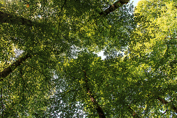 포토 JPG 해외이미지 나무 식물 공원 여행 잎 자연 휴가 국립공원 풍경 사람없음 초록색 여름 환경 정원 봄 캠핑 나뭇가지 신선 숲 에코 생태계 생물학 칠면조 내추럴 생태학 해외202004 해외포토 계절 공공시설 교육 컬러 조류 레저 파일형식 이미지허브