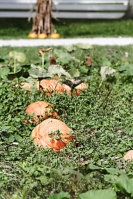 포토 JPG 해외이미지 식물 계절 줄기 잎 밭 농업 오렌지 호박 휴가 사람없음 야외 세로 농작물 사진촬영 할로윈 수확 가을 그림 스쿼시 10월 해외202004 해외포토 산업 스포츠 채소 과일 구기 촬영 날짜 파일형식 이미지허브