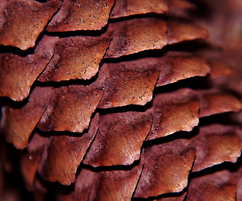 포토 JPG 해외이미지 나무 식물 1 백그라운드 자연 프레임 그림자 씨앗 사람없음 목재 장식 갈색 나뭇가지 화려 숲 자르기 싱글 질감 원뿔 내추럴 고립 가문비나무 해외202004 해외포토 도형 컬러 컨셉 재료 모션 생태계 파일형식 이미지허브