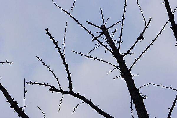 포토 JPG 해외이미지 나무 계절 공원 백그라운드 잎 크리스마스 겨울 자연 풍경 사람없음 파란색 추위 가을 나뭇가지 막대기 떨어짐 숲 서리 해외202004 해외포토 식물 공공시설 기념일 컬러 컨셉 생태계 파일형식 이미지허브